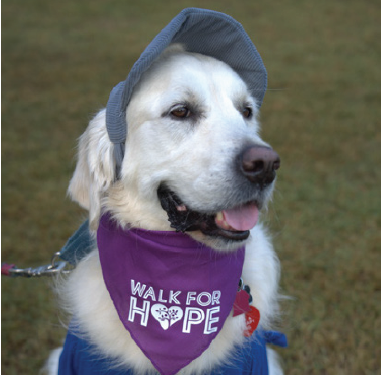 Oscar the Golden Therapy Dog